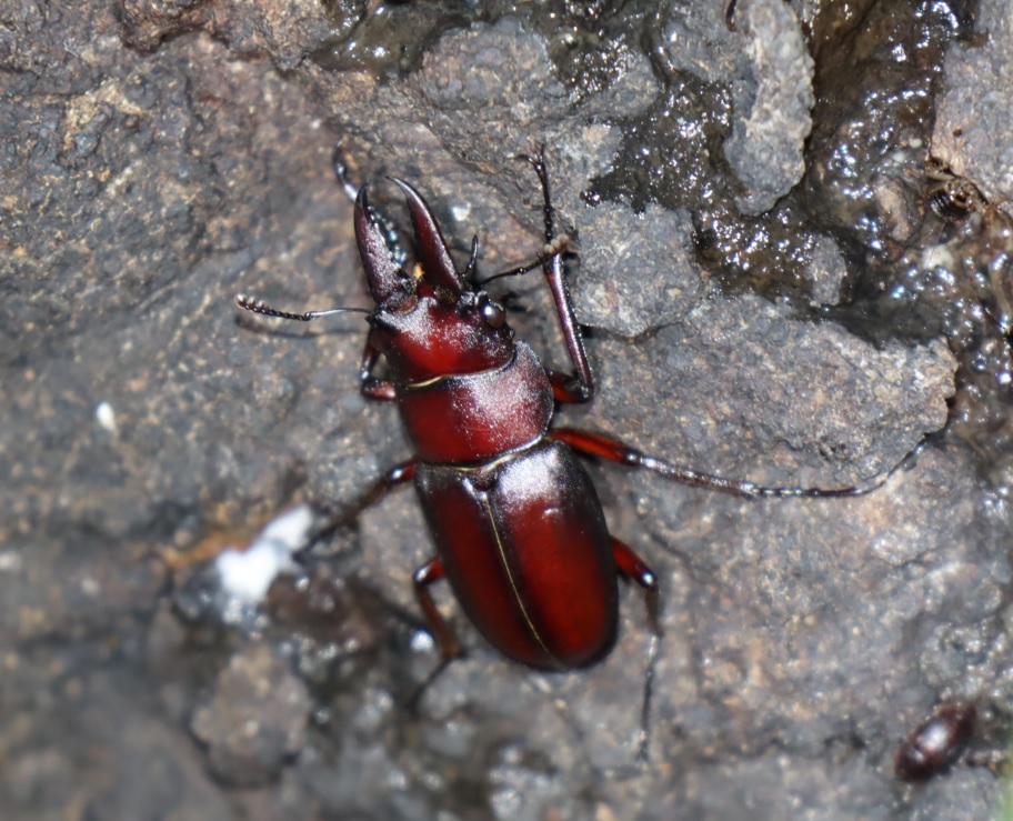 ノコギリクワガタ♂（小歯型）_No.3のクヌギ_クワガタ達のオアシス_2023年8月21日19時25分 気温28.3度